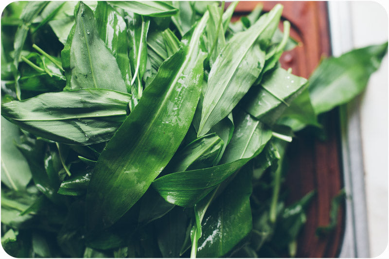 Foraging for Wild Garlic