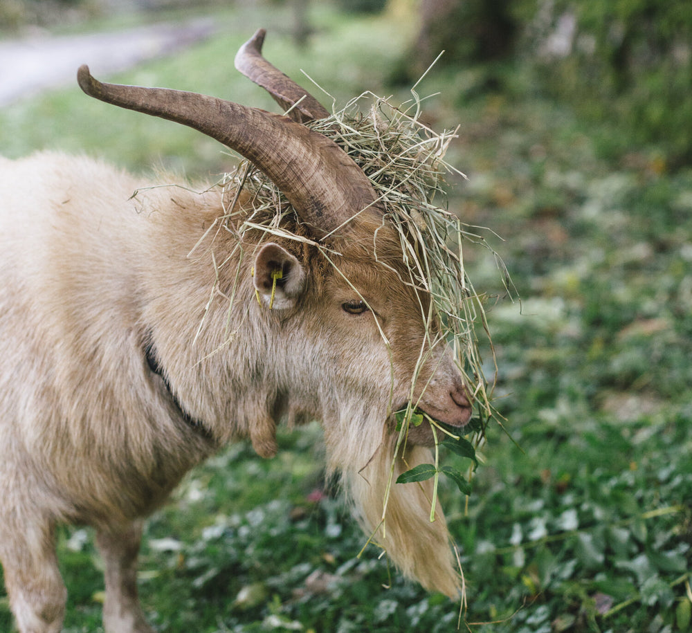 Counting Goats