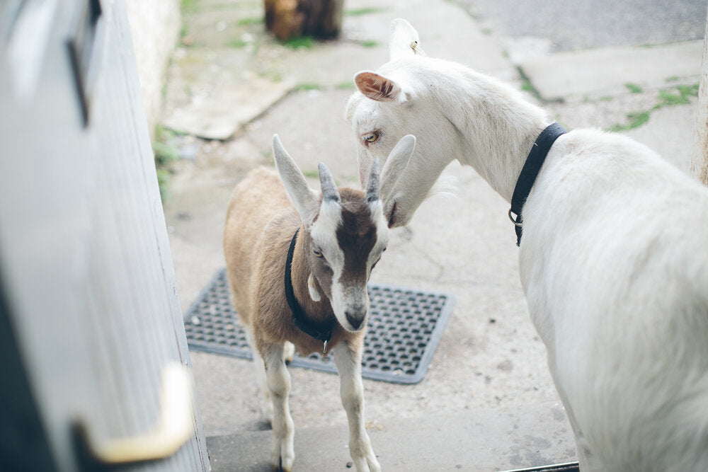 Goats and a Recipe for Soft Chevre