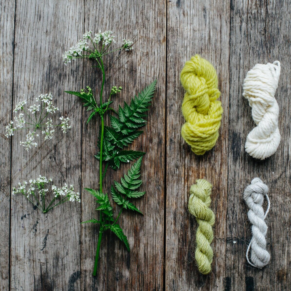 Dyeing with Cow Parsley