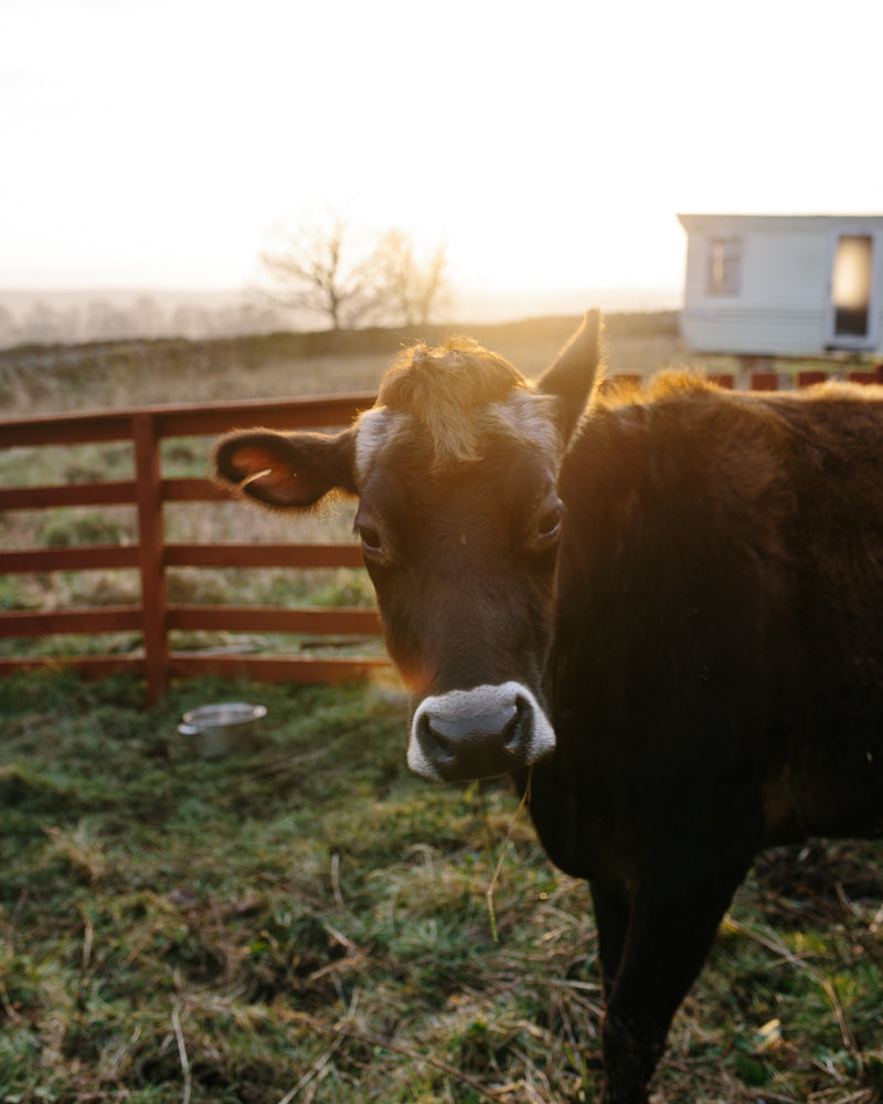 Meet Petunia the Jersey Cow