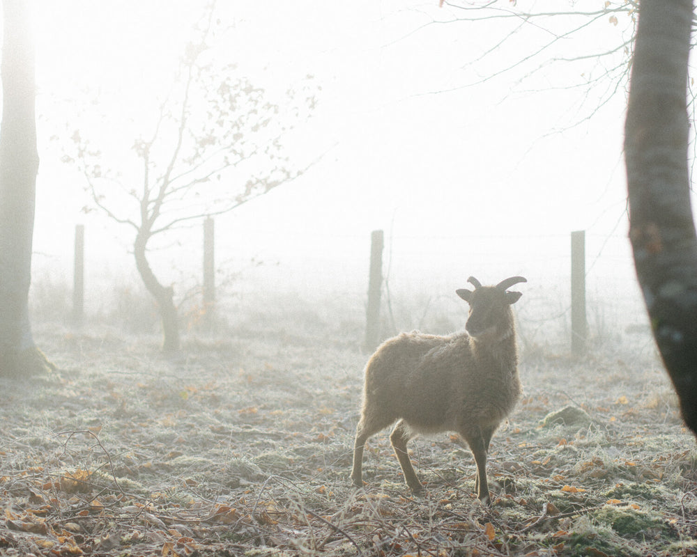 Keeping Soay Sheep