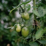 Green Tomato Joy