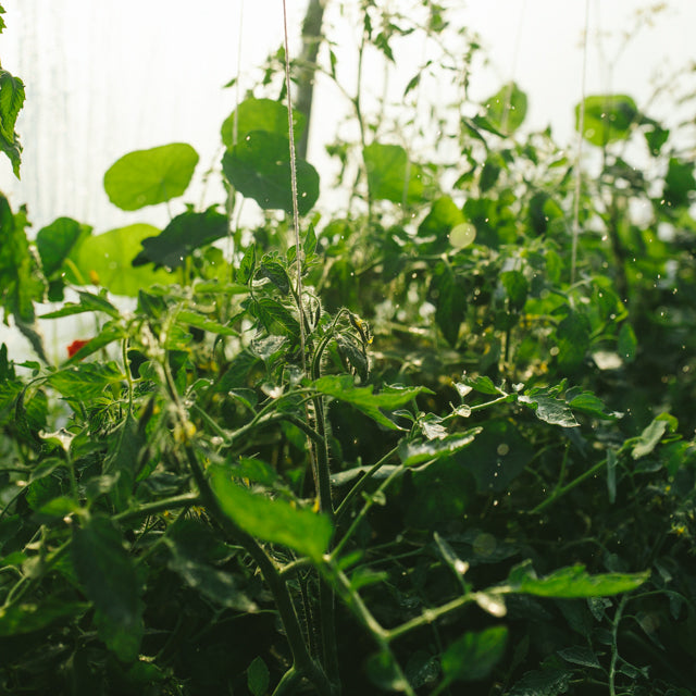 The Homestead Garden