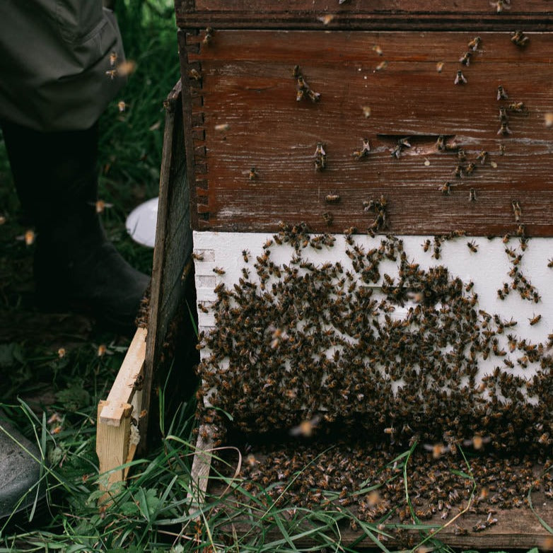 Introduction to Beekeeping