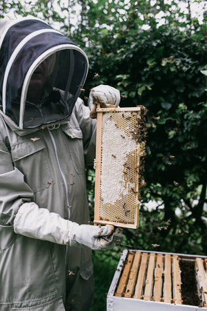 Introduction to Beekeeping