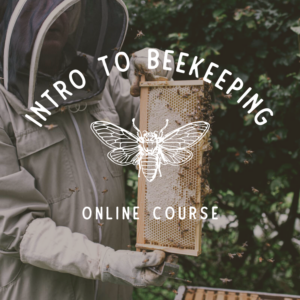 Introduction to Beekeeping